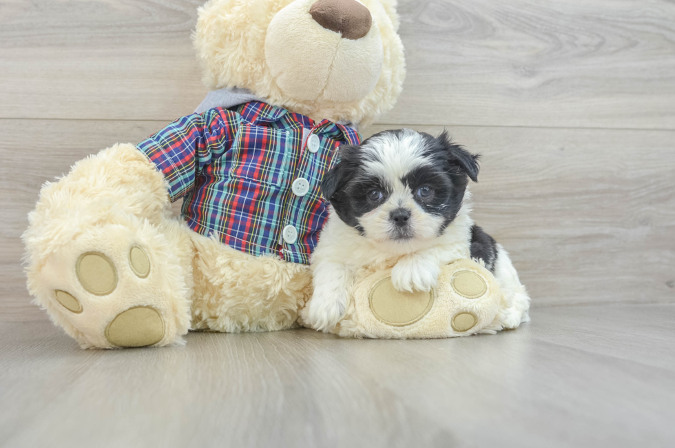 6 week old Teddy Bear Puppy For Sale - Puppy Love PR