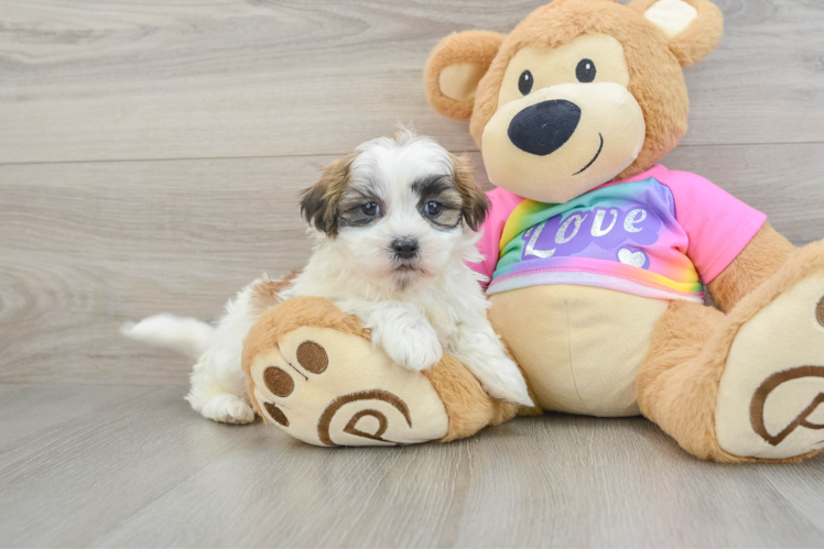 Meet Fletcher - our Teddy Bear Puppy Photo 1/3 - Puppy Love PR Friendly Teddy Bear Baby