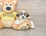 7 week old Teddy Bear Puppy For Sale - Puppy Love PR