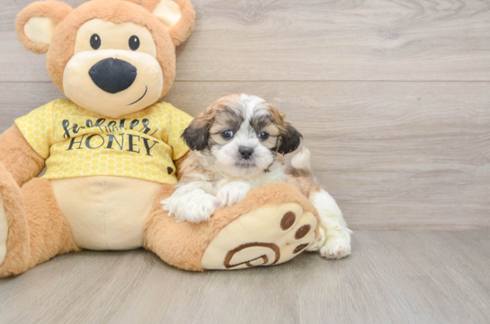 Best Teddy Bear Baby