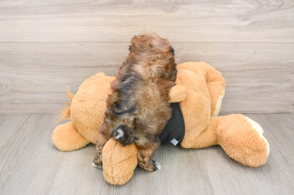 Teddy Bear Puppy for Adoption