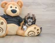 6 week old Teddy Bear Puppy For Sale - Puppy Love PR