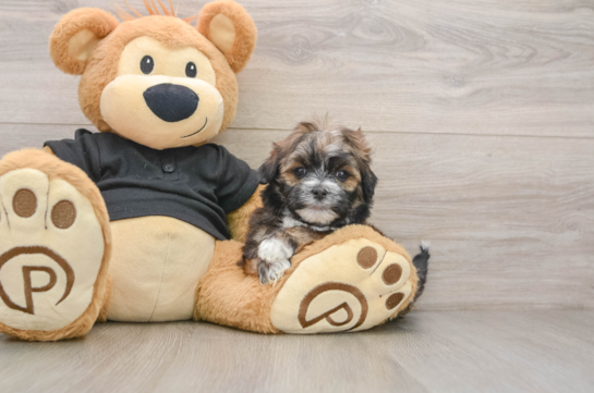 Best Teddy Bear Baby