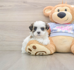 6 week old Teddy Bear Puppy For Sale - Puppy Love PR