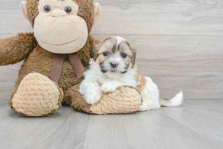 Meet Fletcher - our Teddy Bear Puppy Photo 1/2 - Puppy Love PR Playful Shit Designer Puppy