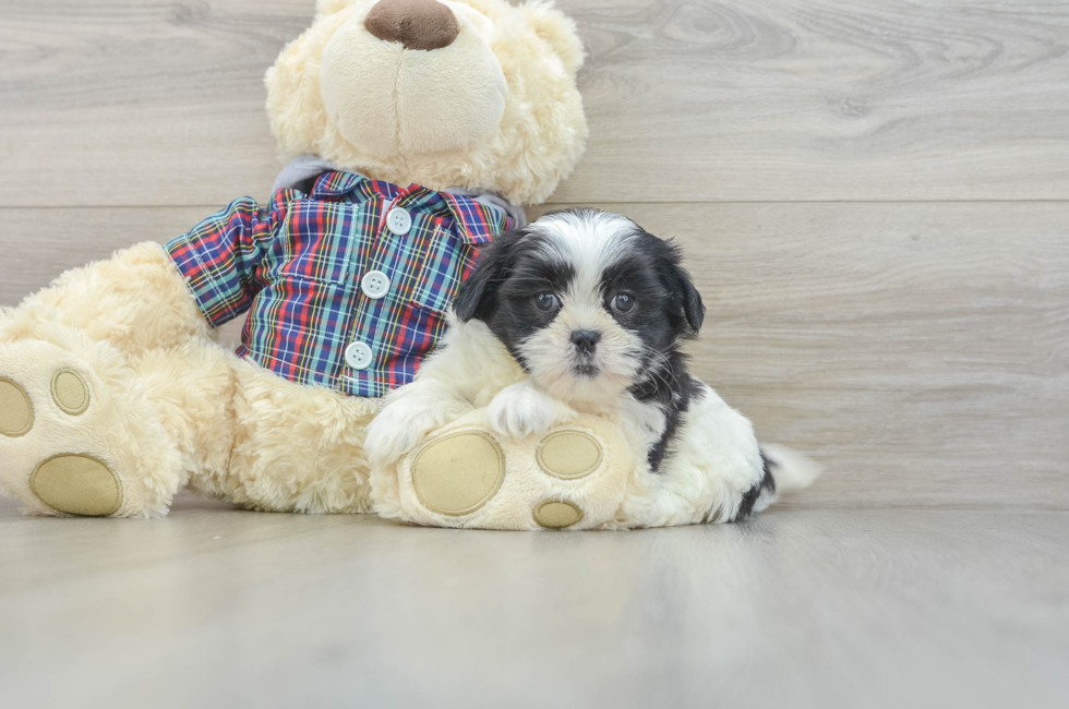 6 week old Teddy Bear Puppy For Sale - Puppy Love PR