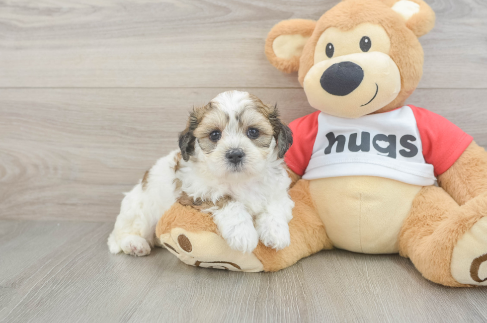 5 week old Teddy Bear Puppy For Sale - Puppy Love PR