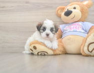 5 week old Teddy Bear Puppy For Sale - Puppy Love PR