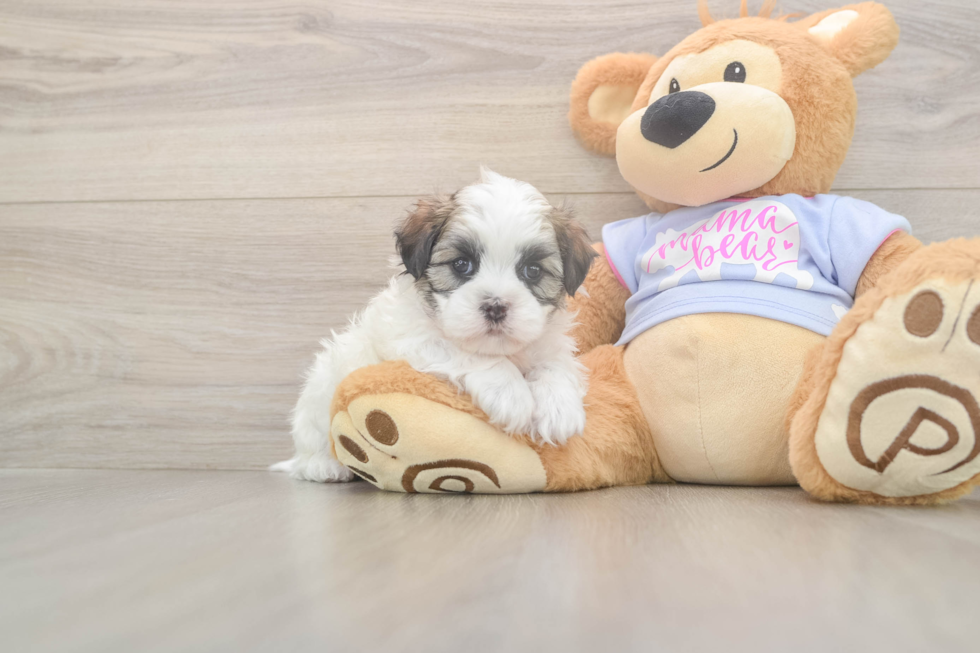 Meet Fleur - our Teddy Bear Puppy Photo  1/3 - Puppy Love PR Teddy Bear Puppy for Adoption