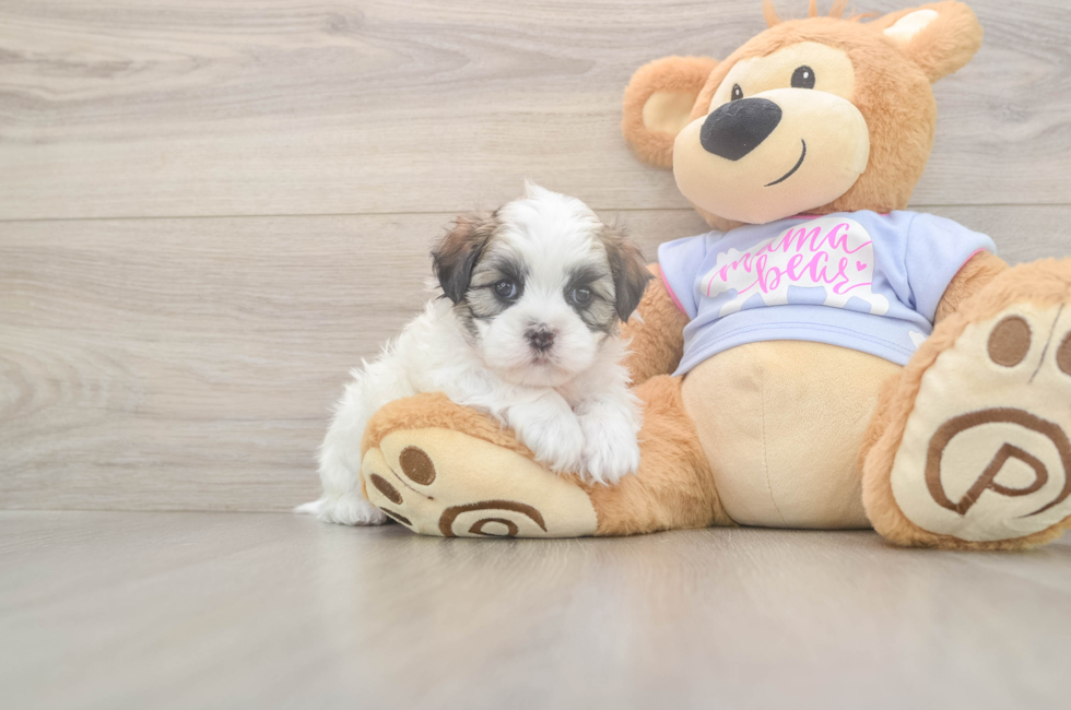 5 week old Teddy Bear Puppy For Sale - Puppy Love PR