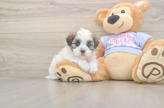 5 week old Teddy Bear Puppy For Sale - Puppy Love PR Teddy Bear Puppy for Adoption