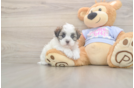 Meet Fleur - our Teddy Bear Puppy Photo  1/3 - Puppy Love PR Teddy Bear Puppy for Adoption