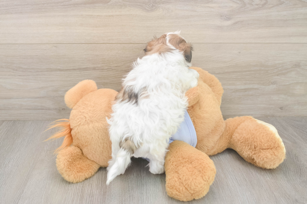 Meet Fleur - our Teddy Bear Puppy Photo  3/3 - Puppy Love PR Teddy Bear Pup Being Cute