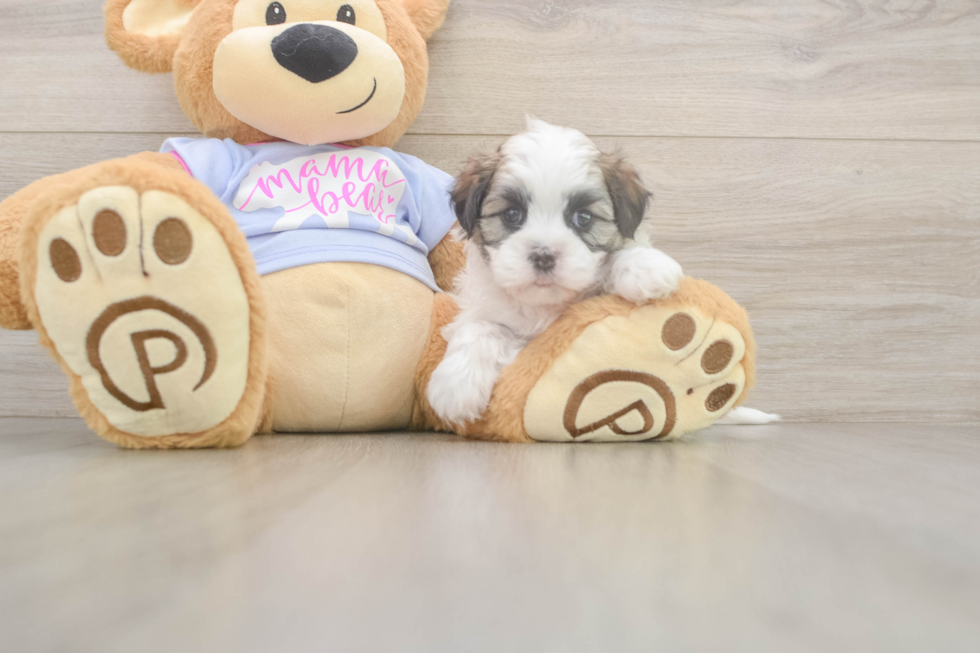 Meet Fleur - our Teddy Bear Puppy Photo  2/3 - Puppy Love PR Best Teddy Bear Baby