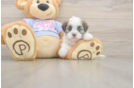 Meet Fleur - our Teddy Bear Puppy Photo  2/3 - Puppy Love PR Best Teddy Bear Baby