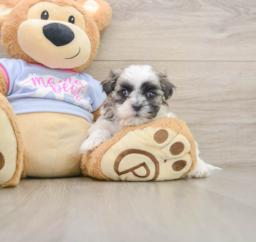 6 week old Teddy Bear Puppy For Sale - Puppy Love PR