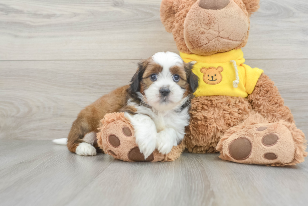 Best Teddy Bear Baby
