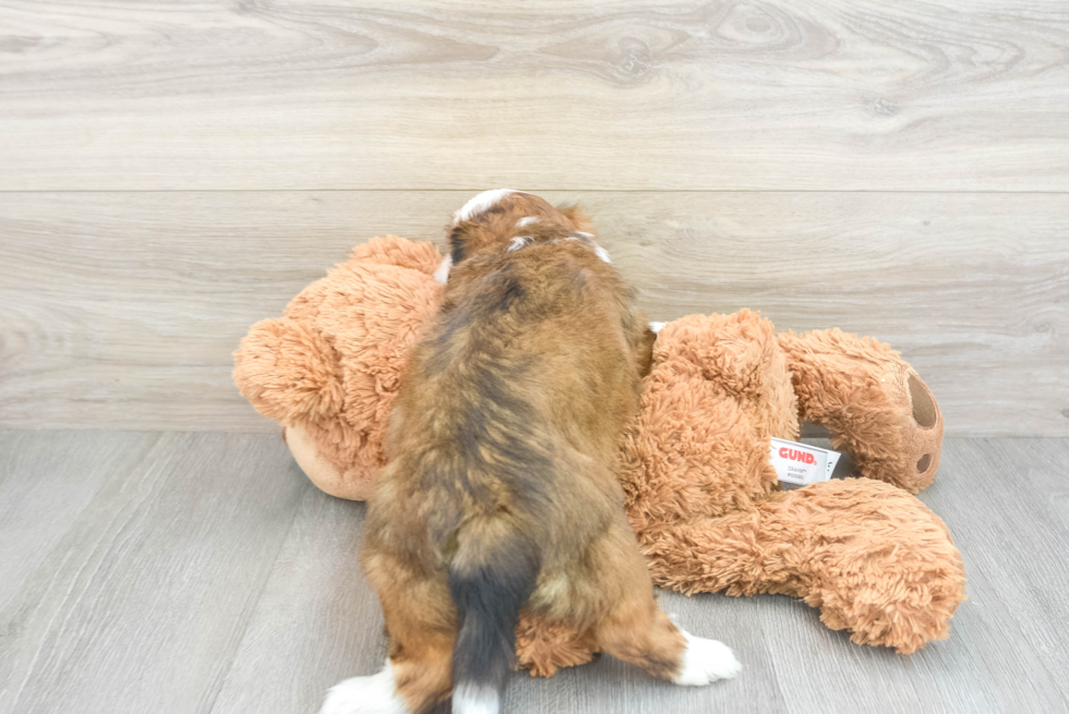 Teddy Bear Puppy for Adoption