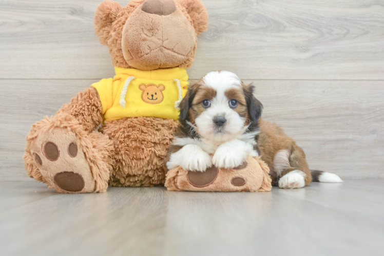 Teddy Bear Pup Being Cute