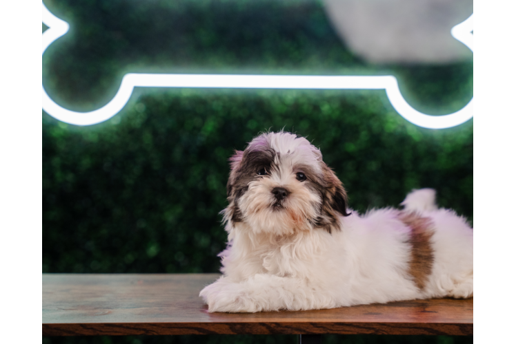 Teddy Bear Pup Being Cute