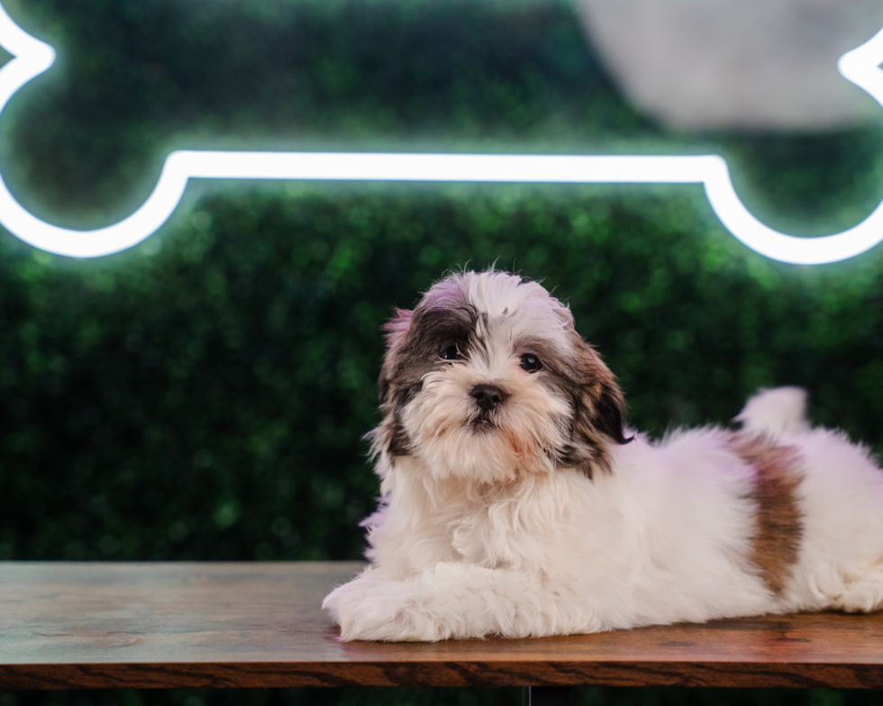 Teddy Bear Pup Being Cute