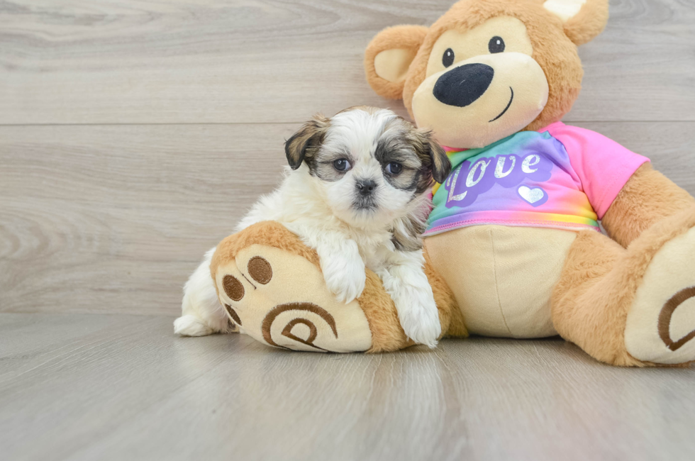 6 week old Teddy Bear Puppy For Sale - Puppy Love PR