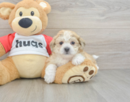 8 week old Teddy Bear Puppy For Sale - Puppy Love PR