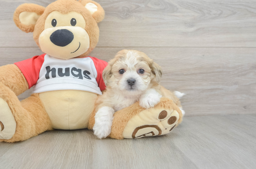 5 week old Teddy Bear Puppy For Sale - Puppy Love PR
