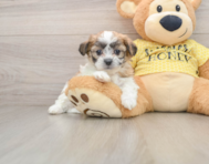 7 week old Teddy Bear Puppy For Sale - Puppy Love PR