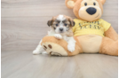 Hypoallergenic Shi Chon Designer Puppy