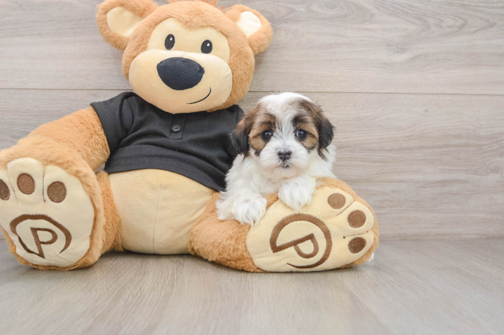 Friendly Teddy Bear Baby