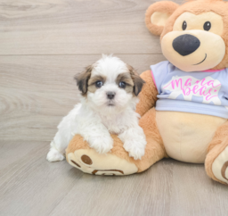 6 week old Teddy Bear Puppy For Sale - Puppy Love PR