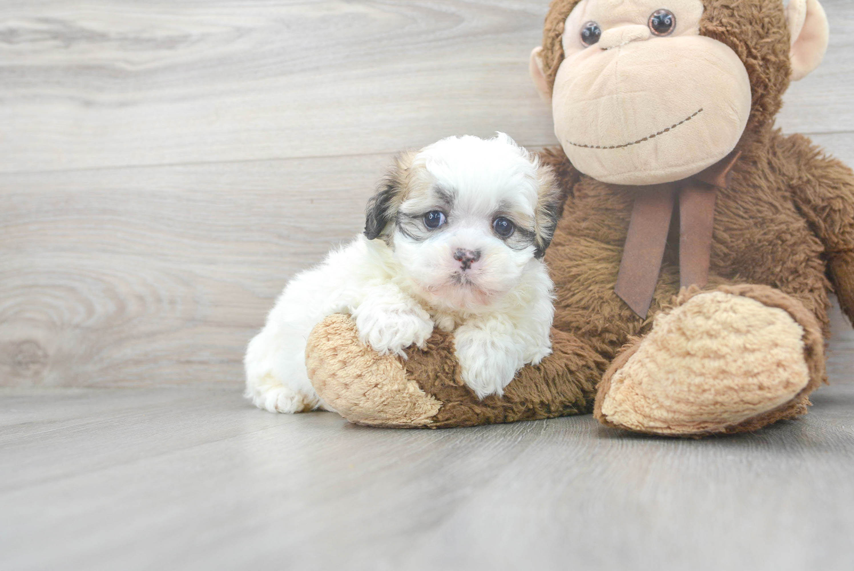 tina's teddy bear puppies