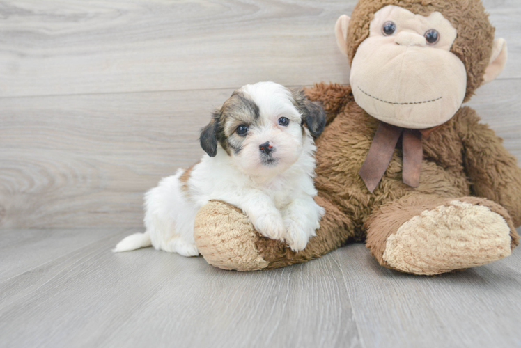 Meet Florence - our Teddy Bear Puppy Photo 1/3 - Puppy Love PR Best Teddy Bear Baby