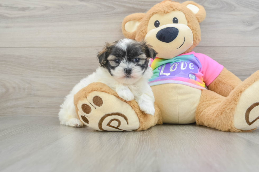 Teddy Bear Puppy for Adoption