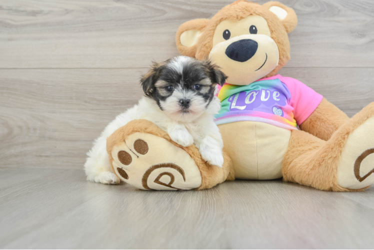 Meet Flossie - our Teddy Bear Puppy Photo 1/3 - Puppy Love PR Teddy Bear Puppy for Adoption