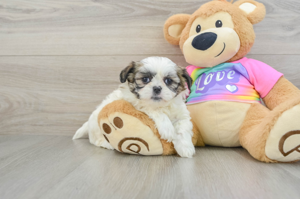 6 week old Teddy Bear Puppy For Sale - Puppy Love PR