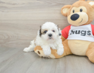 8 week old Teddy Bear Puppy For Sale - Puppy Love PR