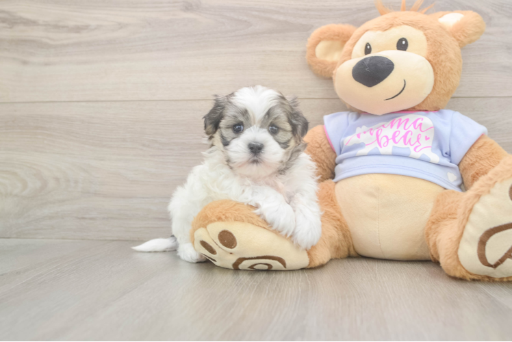 Adorable Shi Chon Designer Puppy