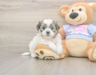 7 week old Teddy Bear Puppy For Sale - Puppy Love PR