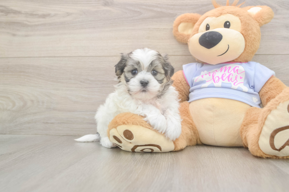 5 week old Teddy Bear Puppy For Sale - Puppy Love PR
