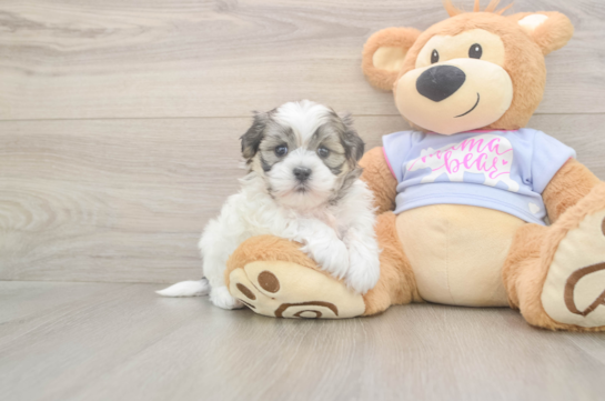 5 week old Teddy Bear Puppy For Sale - Puppy Love PR Adorable Shi Chon Designer Puppy