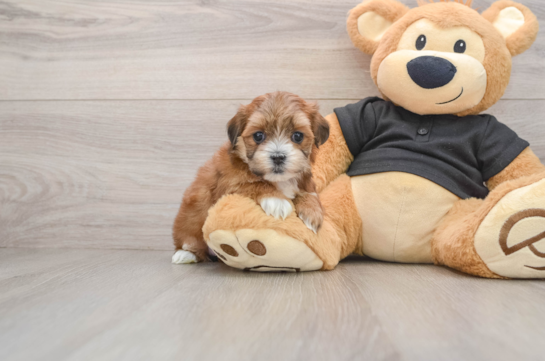 Best Teddy Bear Baby