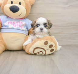 7 week old Teddy Bear Puppy For Sale - Puppy Love PR