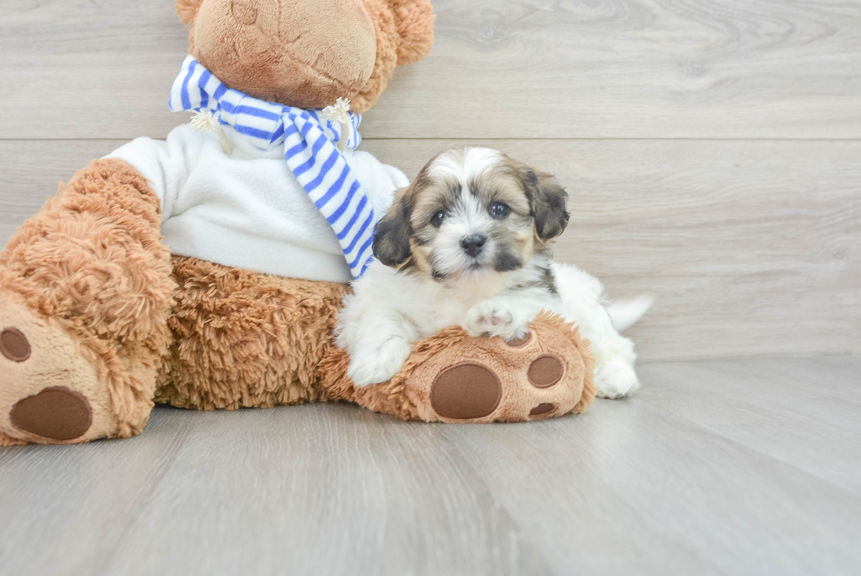Teddy Bear Puppy for Adoption