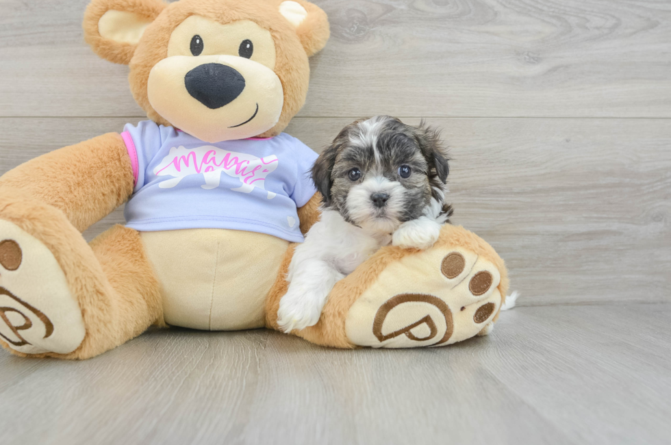 6 week old Teddy Bear Puppy For Sale - Puppy Love PR