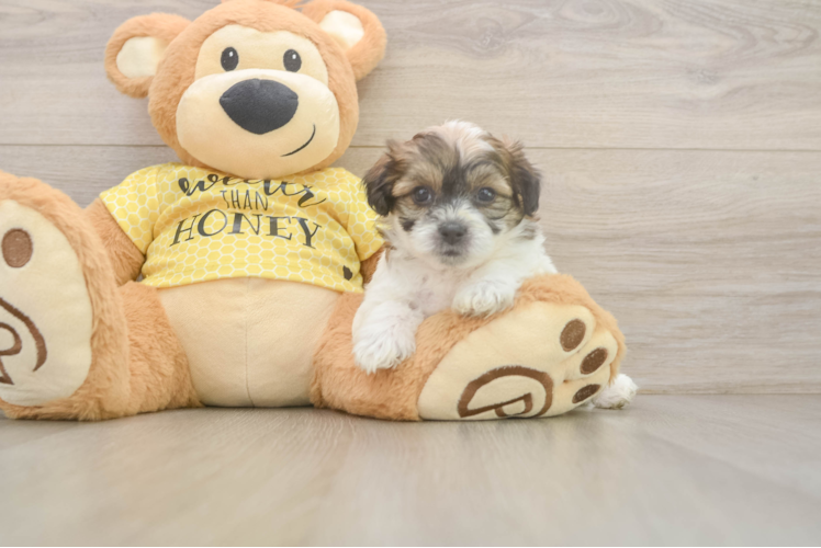 Teddy Bear Pup Being Cute