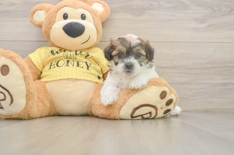 5 week old Teddy Bear Puppy For Sale - Puppy Love PR