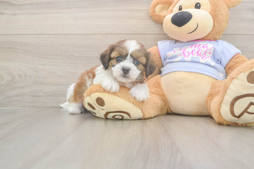 Meet Galaxy - our Teddy Bear Puppy Photo  1/3 - Puppy Love PR Hypoallergenic Shi Chon Designer Puppy