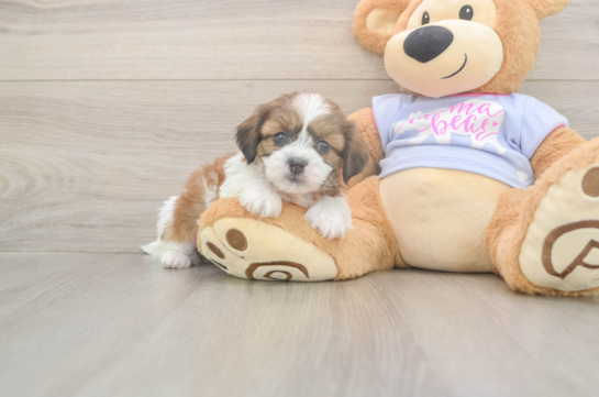 5 week old Teddy Bear Puppy For Sale - Puppy Love PR Hypoallergenic Shi Chon Designer Puppy